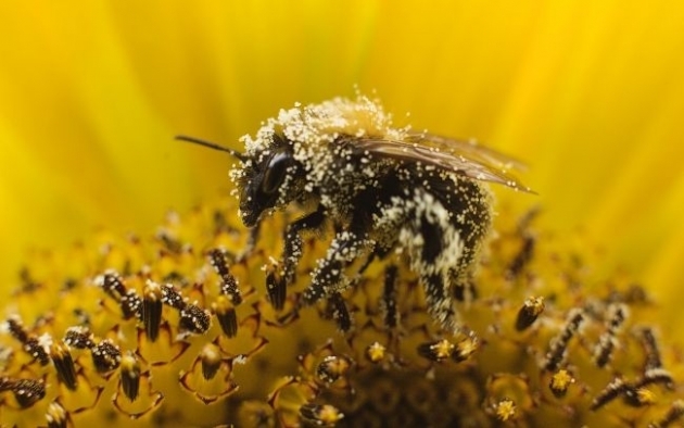 Beneficios-del-polen-de-abeja-para-la-salud-3.jpg Beneficios-del-polen-de-abeja-para-la-salud-3.jpg