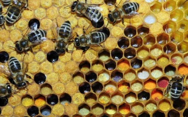 Beneficios-del-polen-de-abeja-para-la-salud-4.jpg
