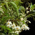 fotos Benjui plantas medicinales