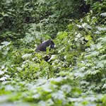 fotos Benjui plantas medicinales