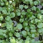 Berro de agua medicina alternativa Berro de agua medicina alternativa