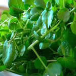 Berro de agua medicina alternativa