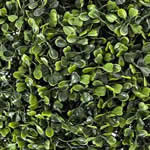 Boj como planta medicinal