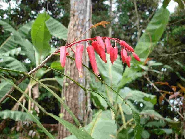 Cedro-Santo- remedio-casero-para-combatir-los-piojos-3_0.jpg
