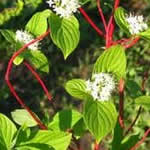 fotos Cornejo - plantas medicinales