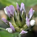 Culen, plantas medicinales