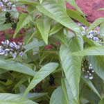 Culen, plantas medicinales