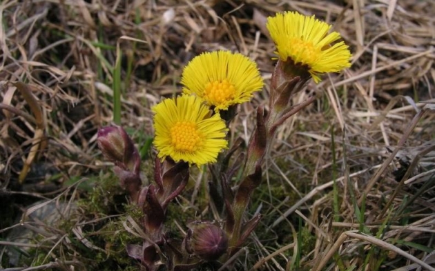 El Tusilago cómo y cuando usarlo  4.JPG