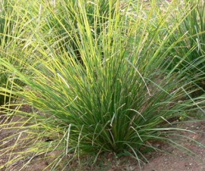 El aceite esencial de vetiver y sus propiedades 3.jpg