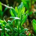 fotos planta medicinal Estragon