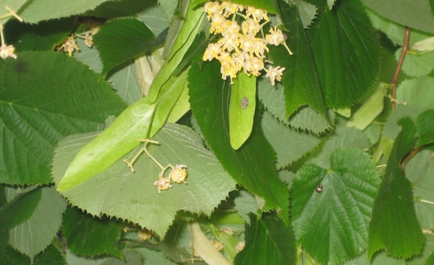Flores-medicinales-bellezas-que-curan-2.jpg Flores-medicinales-bellezas-que-curan-2.jpg