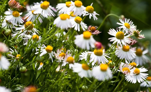 Flores-medicinales-bellezas-que-curan-4.jpg Flores-medicinales-bellezas-que-curan-4.jpg