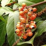 Guarana planta medicinal