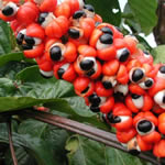 Guarana planta medicinal