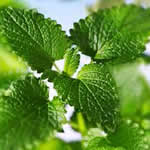 fotos plantas medicinales Hierba buena fotos plantas medicinales Hierba buena