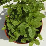 fotos plantas medicinales Hierba buena fotos plantas medicinales Hierba buena