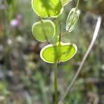 Hierba delos anteojos planta medicinal Hierba delos anteojos planta medicinal