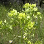 Hierba delos anteojos planta medicinal Hierba delos anteojos planta medicinal