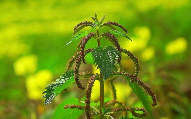 La ortiga mayor 3.jpg La ortiga mayor 3.jpg