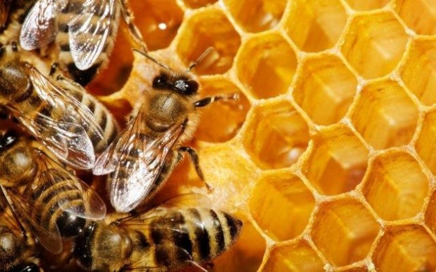 La-jalea-real-en-la-alimentacion-3.jpg La-jalea-real-en-la-alimentacion-3.jpg