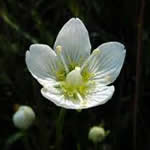 Parnasia plantas curativas Parnasia plantas curativas