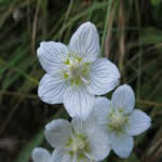 Parnasia plantas curativas Parnasia plantas curativas