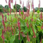 fotos planta Persicaria