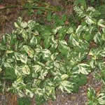 fotos planta Persicaria