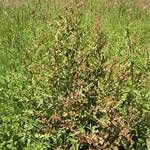 fotos de la planta Pimienta acuatica