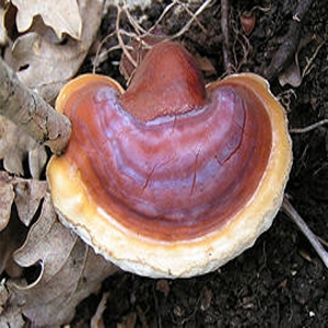 Plantas medicinales Reishi 1.jpg Plantas medicinales Reishi 1.jpg
