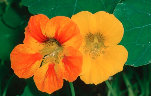 Plantas rústicas de jardín con propiedades medicinales Plantas rústicas de jardín con propiedades medicinales_2.jpg
