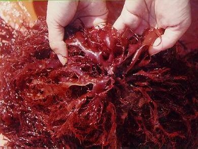 Propiedades de las algas marinas rojas 1.jpg