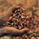 Propiedades y beneficios del cacao 2.jpg