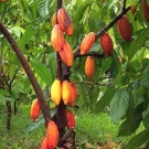 Propiedades y beneficios del cacao 3.jpg