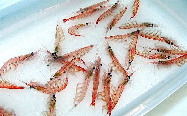 Propiedades-del-krill-para-la-dieta-4_0.jpg