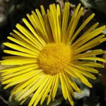 Pulicaria plantas medicinales