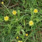 Pulicaria plantas medicinales Pulicaria plantas medicinales