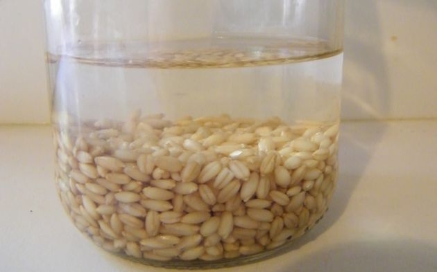 Rejuvelac-casero-para-la-digestion-y-el-rejuvenecimiento-4.jpg Rejuvelac-casero-para-la-digestion-y-el-rejuvenecimiento-4.jpg