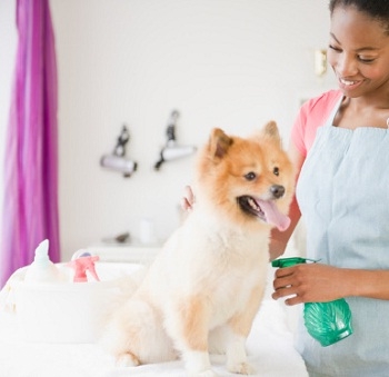 Remedios caseros y naturales para mascotas_0_0.jpg Remedios caseros y naturales para mascotas_0_0.jpg