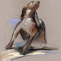 Remedios caseros y naturales para mascotas Remedios caseros y naturales para mascotas_1.jpg