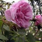 Rosa centifolia