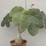 planta medicinal Tartago