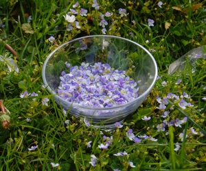 Todo sobre las hierbas medicinales: planta de Triaca o Verónica 2.jpg