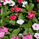 plantas medicinales Vincarosea plantas medicinales Vincarosea