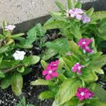 plantas medicinales Vincarosea plantas medicinales Vincarosea