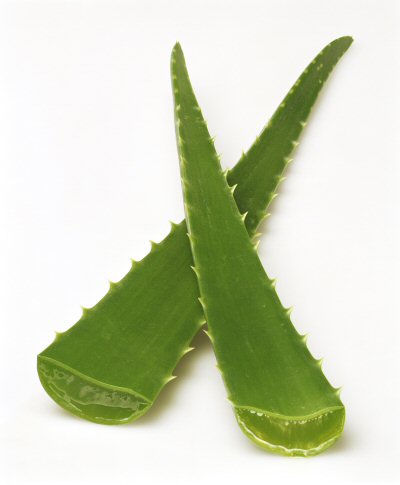 aloe vera