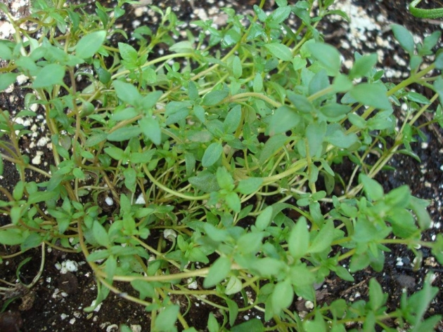 aumentar_produccion_leche_materna3.jpg aumentar_produccion_leche_materna3.jpg