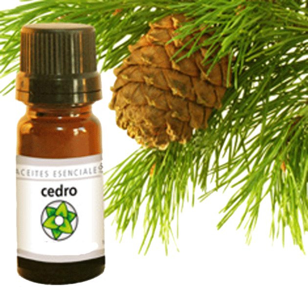beneficios_aceite_esencial_cedro_salud1.jpg beneficios_aceite_esencial_cedro_salud1.jpg