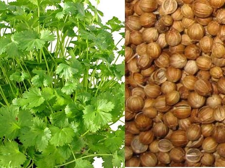 beneficios_medicinales_de_las_semillas_de_cilantro1.jpg