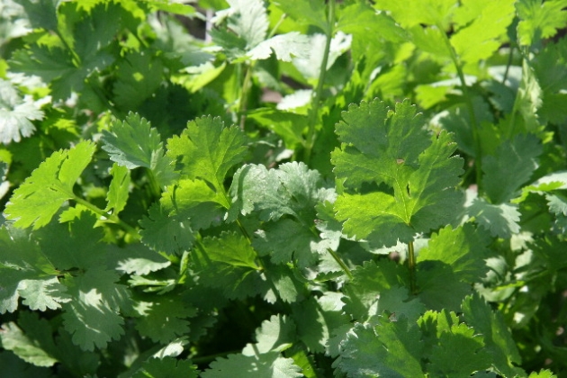 beneficios-del-cilantro-para-la-salud-humana3.jpg